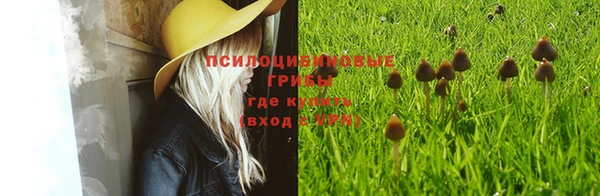 трава Белокуриха
